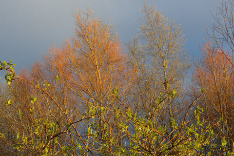 Salix alba var. vitellina 'Britzensis' (m)