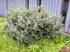 Salix lanata