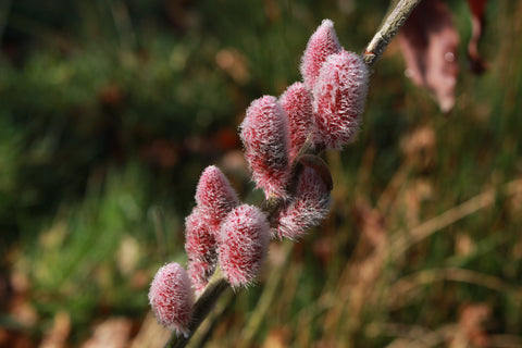 Salix gracilistyla 'Mount Aso'