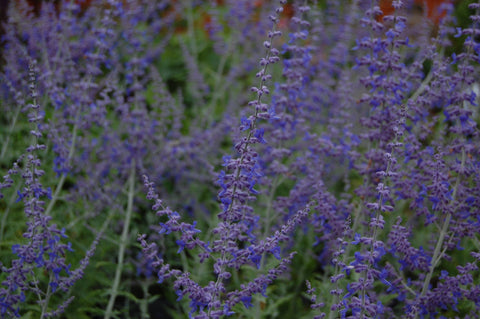 Salvia 'Blue Spire' (Pe)