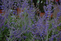 Salvia 'Blue Spire' (Pe)