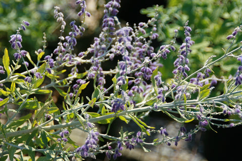 Salvia 'Little Spire' (Pe)