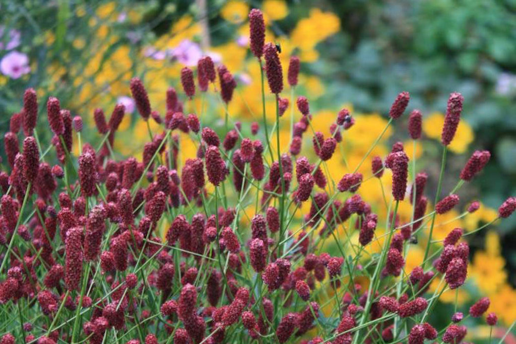 Sanguisorba 'Tanna' – Ballyrobert Gardens