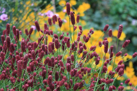 Sanguisorba 'Tanna'