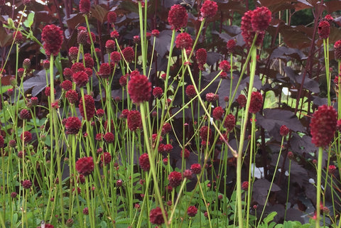 Sanguisorba officinalis 'Red Thunder'