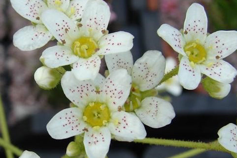 Saxifraga 'Lissadell' (callosa) (8)