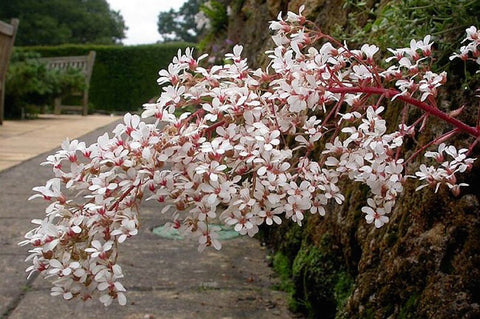 Saxifraga 'Norvegica' (cotyledon) (8)