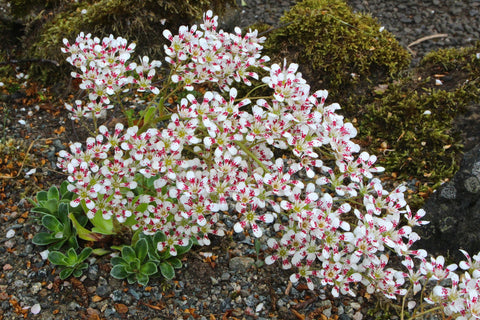 Saxifraga (Southside Seedling Group) 'Southside Star' (8)