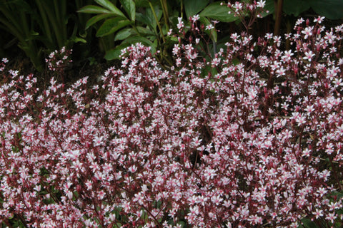 Saxifraga x geum Dixter form (11)