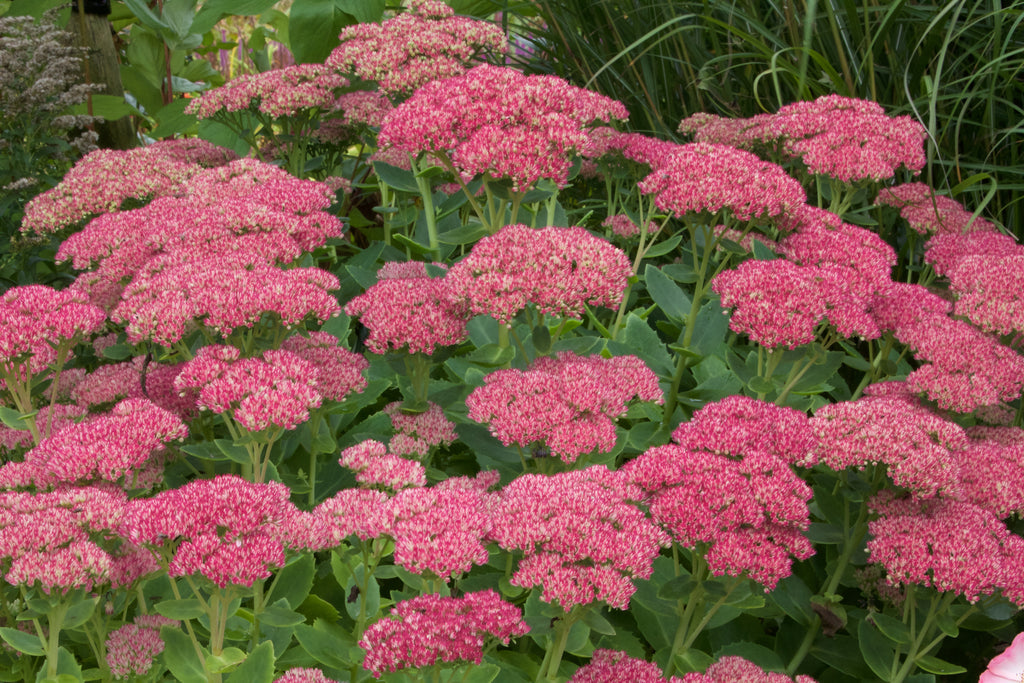 Hylotelephium (Herbstfreude Group) 'Herbstfreude' – Ballyrobert Gardens