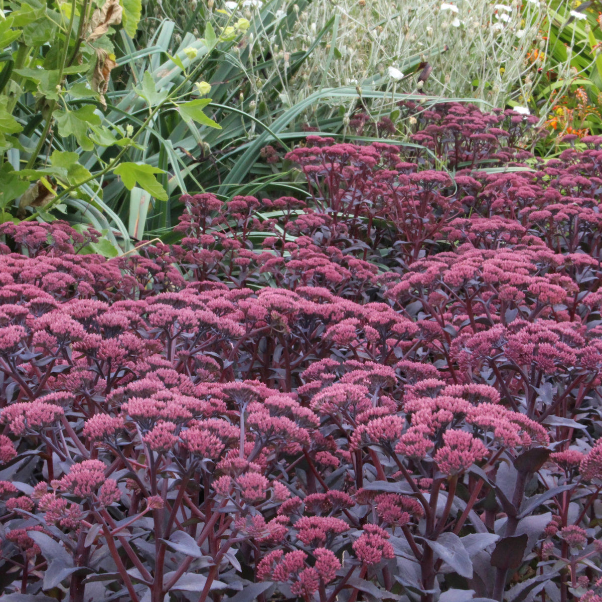 Hylotelephium Jos Aubergine Ballyrobert Gardens hylotelephium-jos-aubergine-ballyrobert-gardens