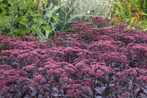 Hylotelephium 'José Aubergine'