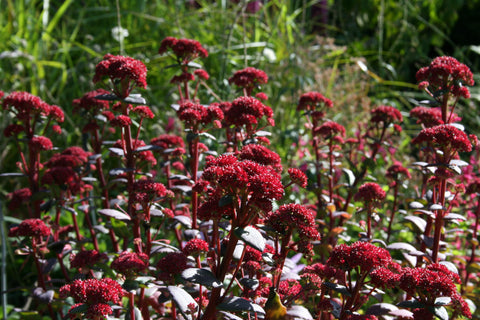 Hylotelephium 'Red Cauli'