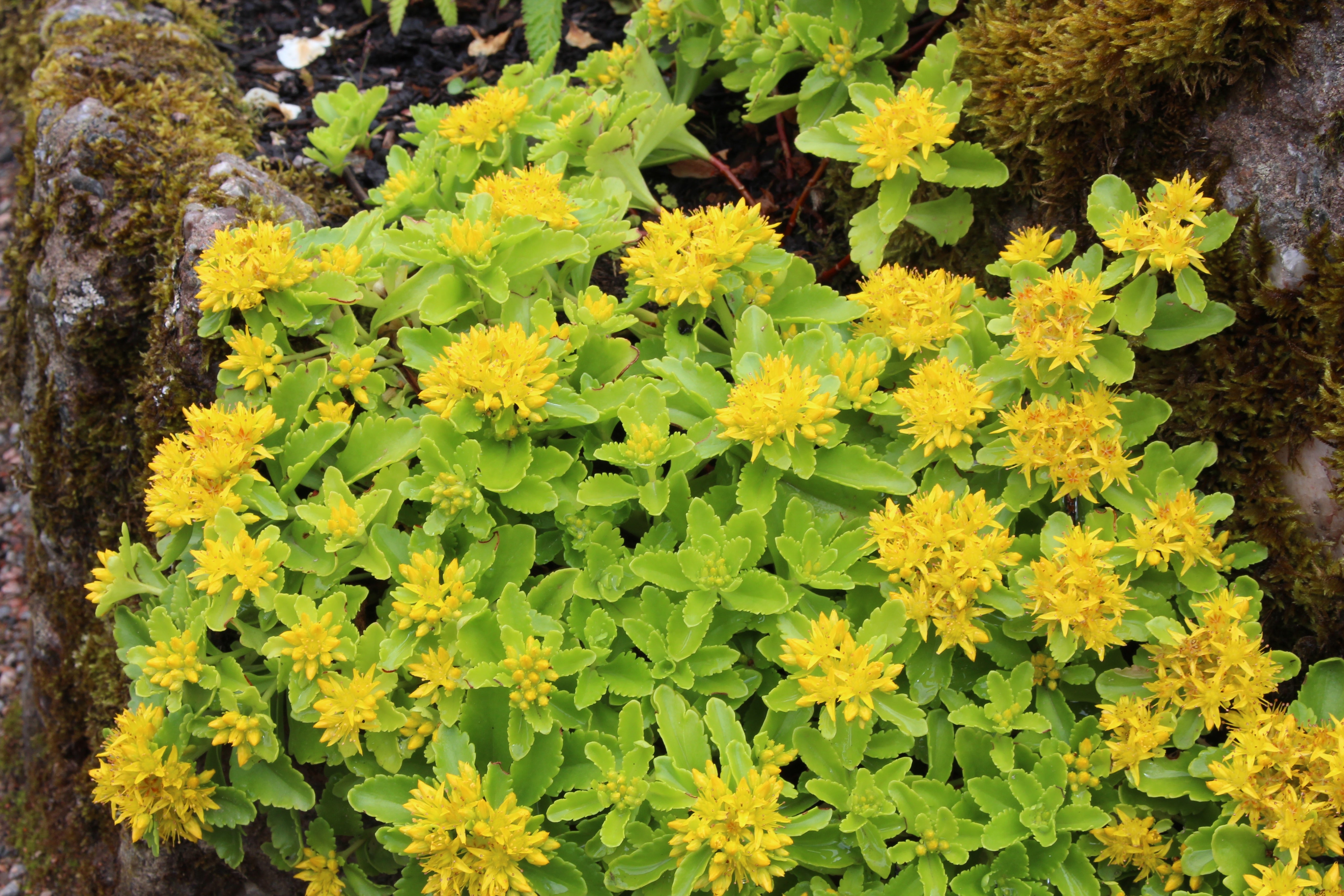 creeping succulent yellow flowers Sedum kamtschaticum – Ballyrobert Gardens