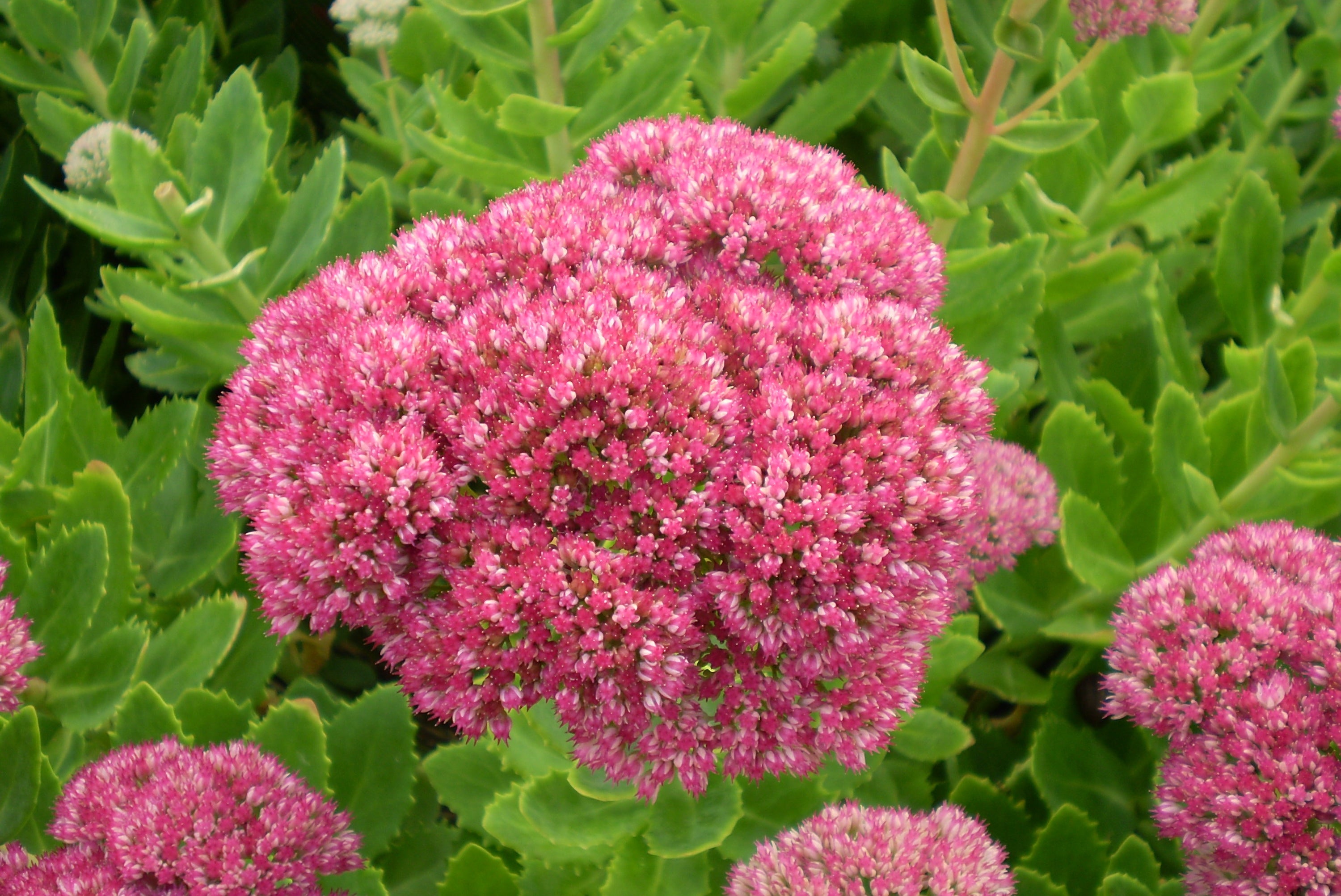 hylotelephium-spectabile-brilliant-group-brilliant-ballyrobert