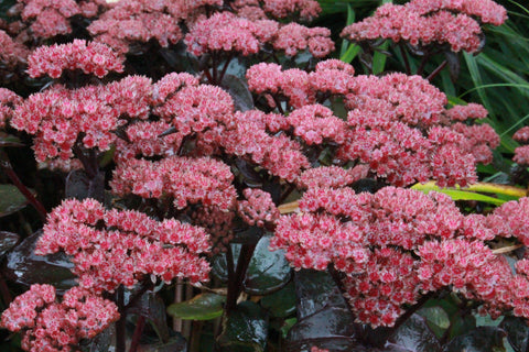 Hylotelephium telephium (Atropurpureum Group) 'Karfunkelstein'