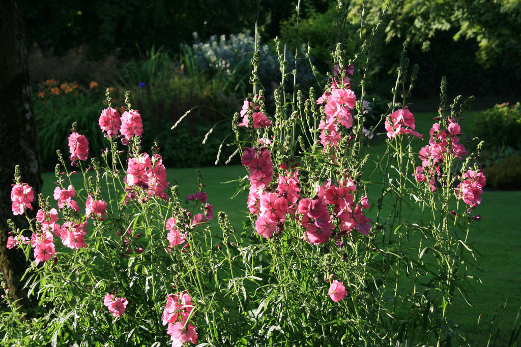 Sidalcea 'Candy Girl' Ballyrobert Gardens