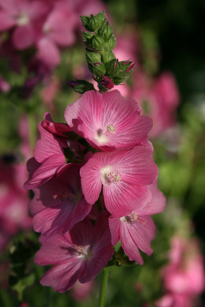 Sidalcea 'Candy Girl' Ballyrobert Gardens