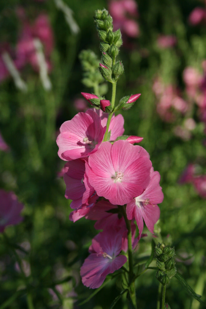 Sidalcea 'Candy Girl' Ballyrobert Gardens
