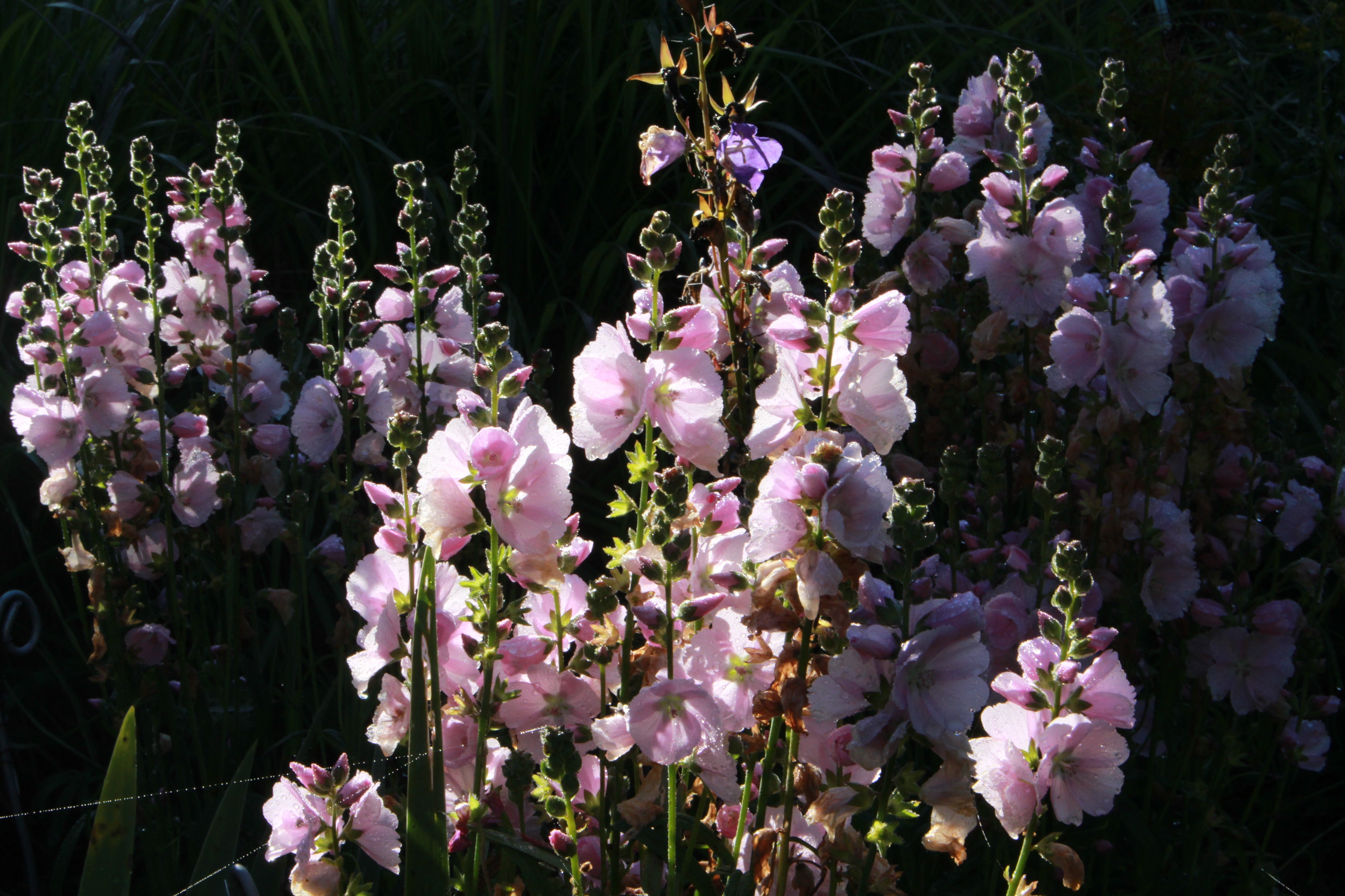 Sidalcea 'Little Princess' – Ballyrobert Gardens