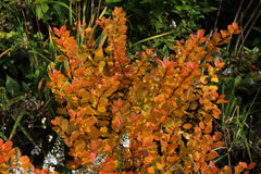Spiraea betulifolia 'Tor Gold'