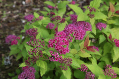 Spiraea japonica [Magic Carpet] = 'Walbuma' (v)