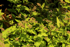 Spiraea japonica 'Gold Mound'