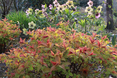 Spiraea japonica [Magic Carpet] = 'Walbuma' (v)