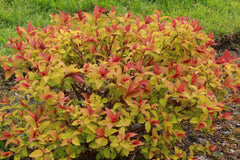 Spiraea japonica [Magic Carpet] = 'Walbuma' (v)