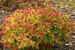 Spiraea japonica [Magic Carpet] = 'Walbuma' (v)
