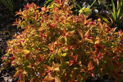 Spiraea japonica [Magic Carpet] = 'Walbuma' (v)