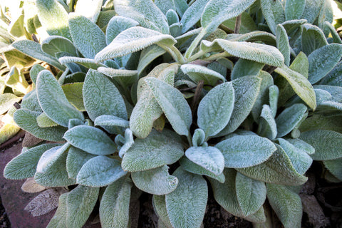 Stachys byzantina 'Silver Carpet'