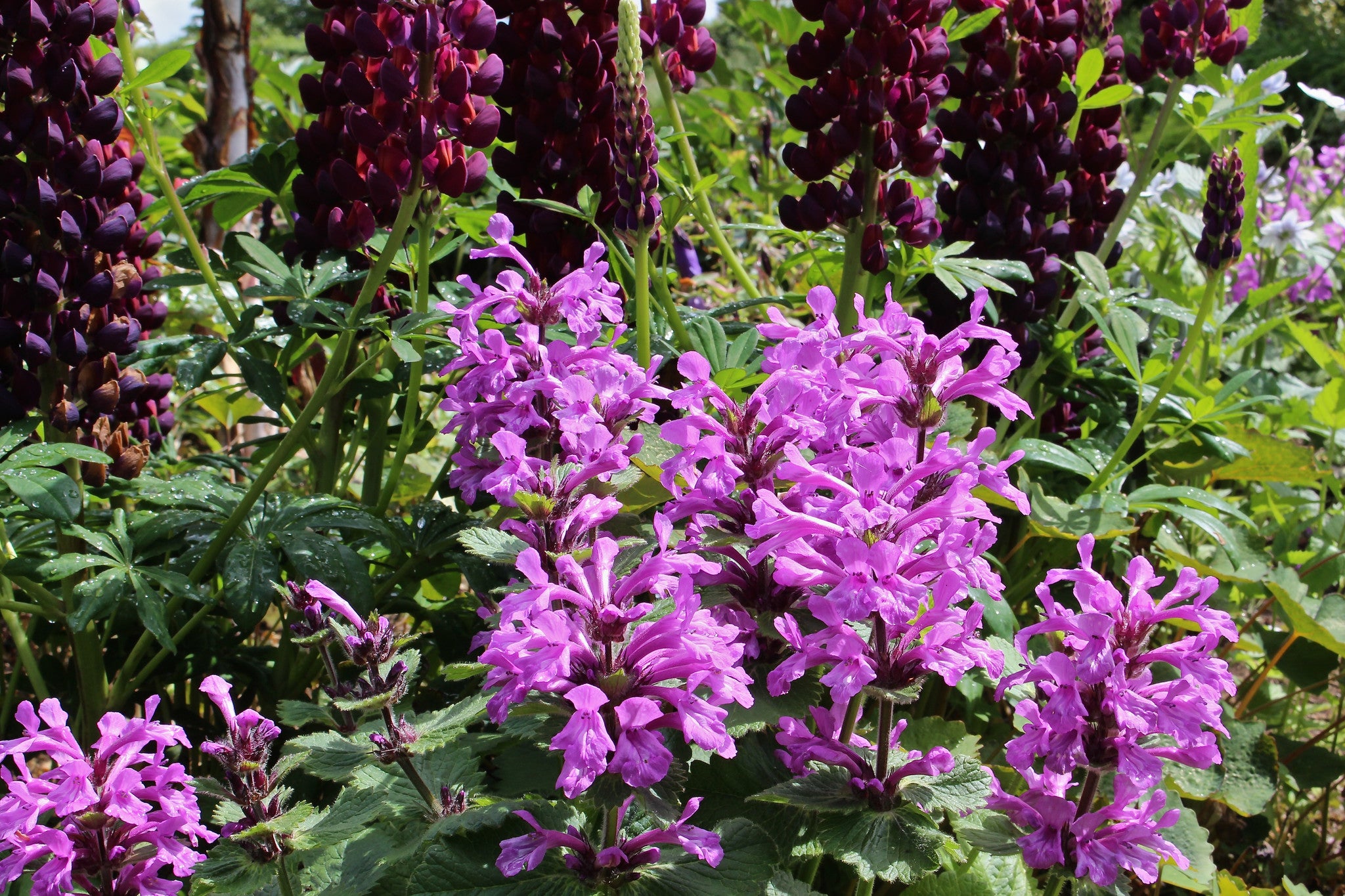 Stachys macrantha 'Pink Barrels' Ballyrobert Gardens
