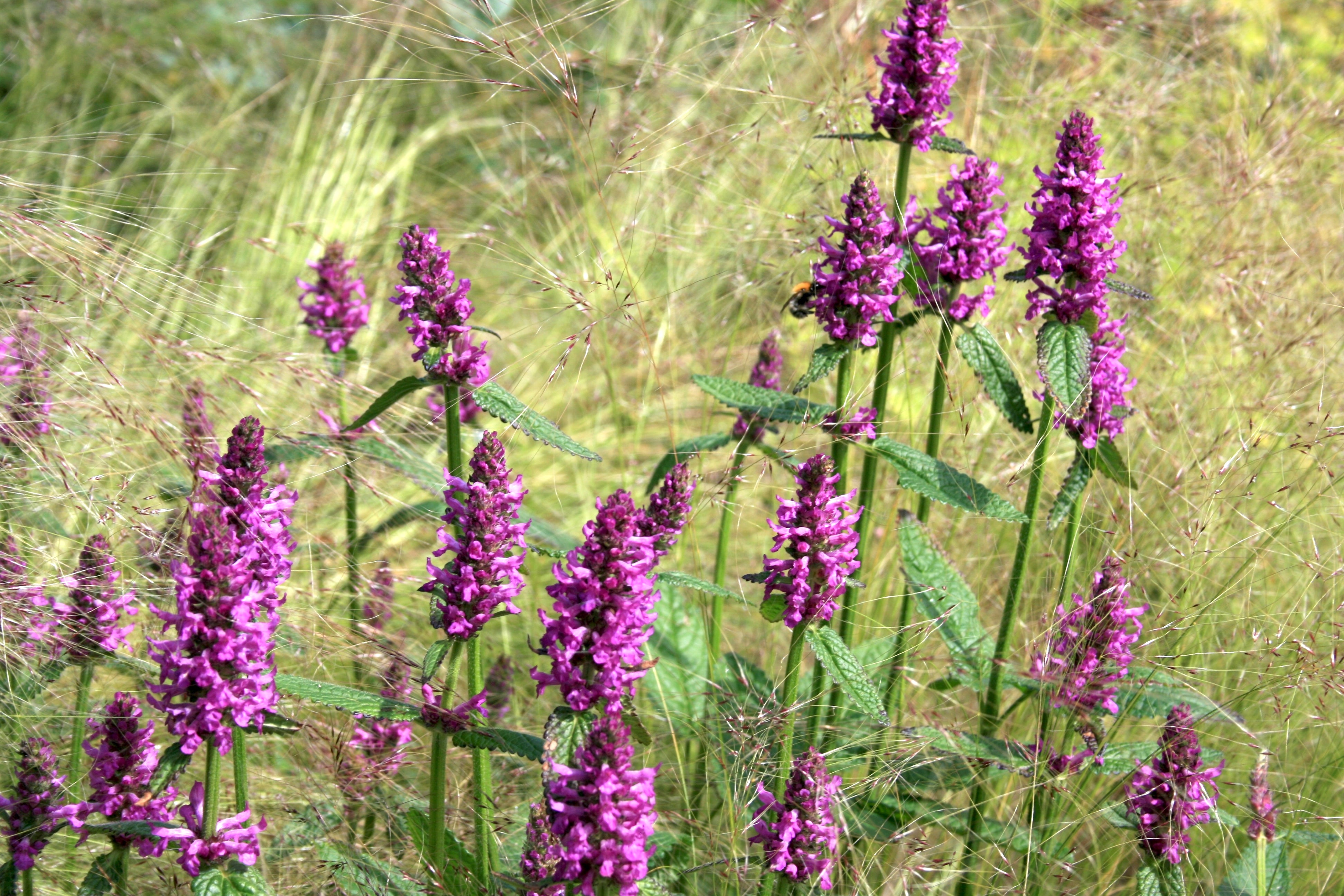 Stachys Officinalis Hummelo Ballyrobert Gardens stachys-officinalis-hummelo-ballyrobert-gardens