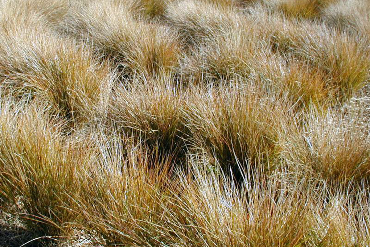 Anemanthele lessoniana – Ballyrobert Gardens
