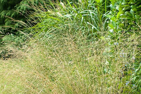 Stipa extremiorientalis