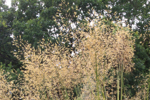 Stipa gigantea