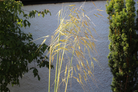 Stipa gigantea 'Gold Fontaene'