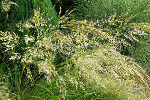 Stipa splendens Trin.