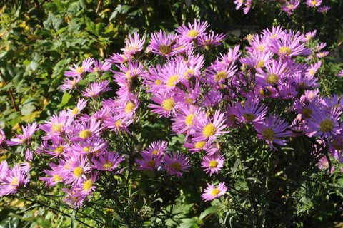 Symphyotrichum 'Pink Star'