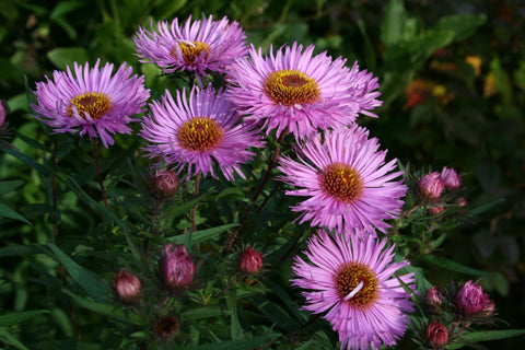 Symphyotrichum novae-angliae 'Barr's Pink'