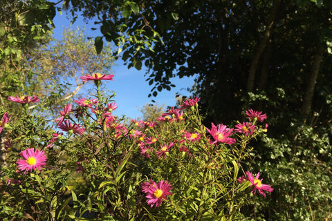 Symphyotrichum novi-belgii 'Bahamas' (Island Series)