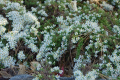 Symphyotrichum ericoides var. prostratum 'Snow Flurry'