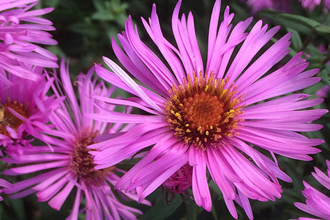 Symphyotrichum novae-angliae 'Andenken an Alma Pötschke'