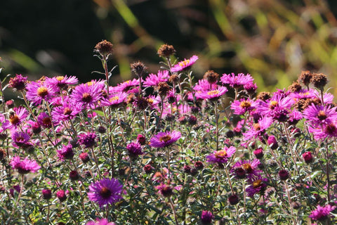 Symphyotrichum novae-angliae 'Andenken an Paul Gerber'