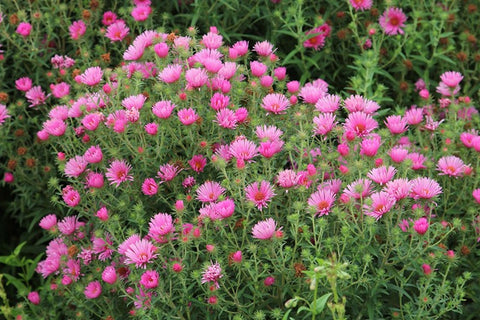 Symphyotrichum novae-angliae 'Harrington's Pink'