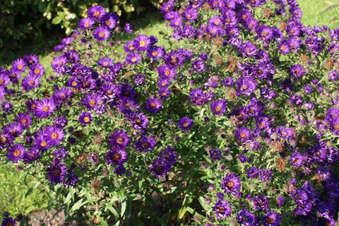 Symphyotrichum novae-angliae 'Helen Picton'