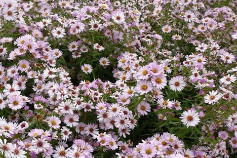 Symphyotrichum novae-angliae 'Kylie'