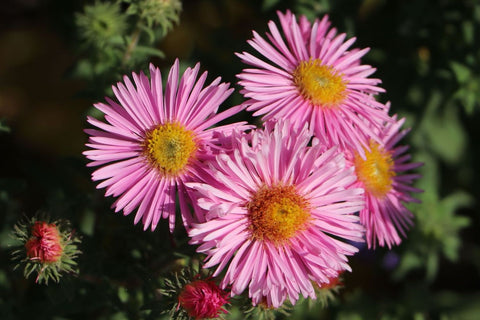 Symphyotrichum novae-angliae 'Rosa Sieger'