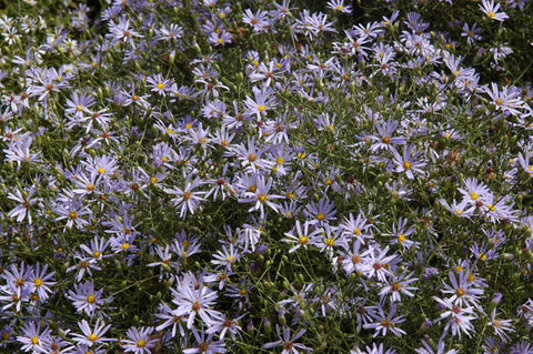 Symphyotrichum turbinellum